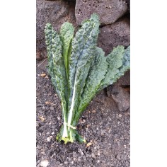 Kale cavolo nero (1 Manojo)